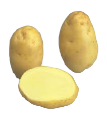 BINTJE PATATE DA SEME 45/55