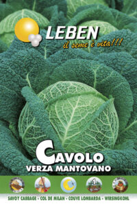 CAVOLO VERZA SAVOY CABBAGE (MANTOVANO)